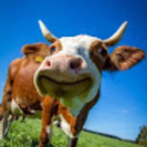 Meet your Posher, Hello